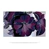 (11x14) Georgia O'Keeffe Petunias 1925 Art Print Poster