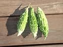 Jawahar Bitter Gourd seed packet