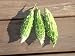  : Jawahar Bitter Gourd seed packet
