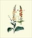 Blattaria - Georg Dionysius Ehret Art Print Poster 20 x 24