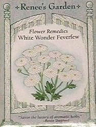 Feverfew Seeds
