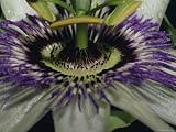 The Vivid Purple and Intricate Patterning of a Passionfruit Flower, North Carlton, Australia Botanical Photographic Poster Print by Jason Edwards, 24x18