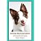Animals as Spirits before Animal or Pet Reincarnation