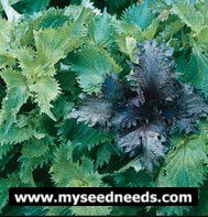 Green Shiso Herb - 50 Seeds