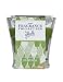 Tfc By Glade The Fragrance Collection By Glade Holiday Mini Candle Fresh Pine and Cedar, 2-Ounce (Pack of 3)