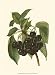 Black Cherries - Frank Lloyd Wright Art Print Poster 9.5 x 1