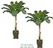 TWO 8.5' Artificial Banana Tropical Trees, with No Pot,