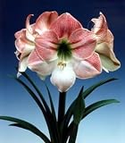 Giant Dutch Apple Blossom Amaryllis Bulb