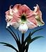 Giant Dutch Apple Blossom Amaryllis Bulb