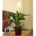 Potted Peace Lily