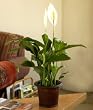 Potted Peace Lily -Ships Express 2-Day Potted Peace Lily -Ships Express 2-Day