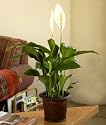 Potted Peace Lily