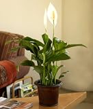 Potted Peace Lily