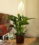 Potted Peace Lily -Ships Express 2-Day