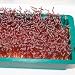 'Amaranth Red Army' Microgreens SEEDS **Healthy Eating in 10-15 days**