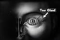 How The Eye Functions (1941) (DVD)