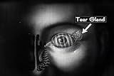 How The Eye Functions (1941) (DVD)