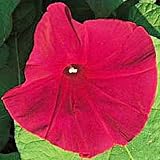Amazon / Tropical Oasis: MORNING GLORY SCARLET O HARA 50 seeds