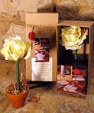 Yellow Rose Boxed Topiary Flower Pen