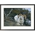 Dalls sheep Animals Framed Art Poster Print by Michael S. Quinton, 29x21