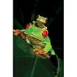 (24x36) Red Eyed Tree Frogs (On Leaf) Art Poster Print