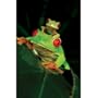 (24x36) Red Eyed Tree Frogs (On Leaf) Art Poster Print