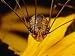 Close View of a Daddy Longlegs (Harvestman) National Geographic Collection Photograph...