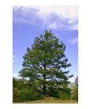 Peacefull Pine