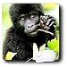 Monkey - Infant Gorrilla - Mouse Pads
