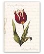 genus Tulipa 33 Combo 2 - 5" x 7" Vellum Overlay Birthday Greeting Card