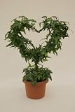 4.5 Ivy Heart Topiary on a Stem