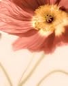 Mystic Poppies II Art Print Poster By Geissler, 16 " x 20 "