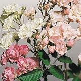 Rose Seeds - Rose Angel Rose