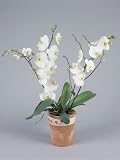 Big Save  phalaenopsis pots-Close-Up of Moon Orchid Flowers in a Flower Pot (Phalaenopsis Amabilis) Photographic Poster Print by G. Cigolini, 12x16  Free Shipping