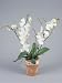 Close-Up of Moon Orchid Flowers in a Flower Pot (Phalaenopsis Amabilis) Photographic Poster Print by G. Cigolini, 18x24