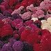 Aster chinensis Carpet Ball Mixed