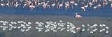 Avocets and Flamingos Standing in Water, Ngorongoro Crater, Ngorongoro Conservation Area, Tanzania Photographic Poster Print