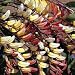 Mina lobata (climber) Flower SEEDS **Exotic Looking**