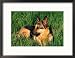 German Shepherd Lying in Grass Framed Photographic Poster Print by Francie Manning, 21x17