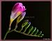 Linda Shier Blooming Fresia 13 x 19 Glossy Print with Double Mat