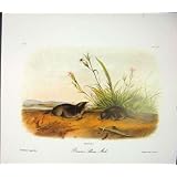 口やかましい女モル Rodant の Quadruped の Audubon 色の古い印刷物
