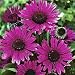 Fatal Attraction Coneflower - Echinacea - NEW - Potted