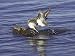 Common Sandpiper, Pair Preparing to Copulate, Scotland Photographic Poster Print by M...