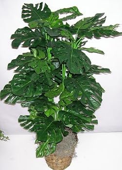 4' Double Silk Split Leaf Philodendron Plant