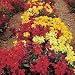 Wallflower Dwarf Bedding Mixed by Mr Fothergills