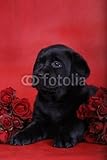 Wallmonkeys Peel and Stick Wall Decals - Puppy with Roses - 24