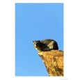 Yellow-Spotted Rock Dassie, Mashatu Game Reserve, Botswana Photographic Poster Print by Roger De La Harpe, 12x16