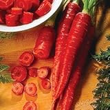 from Haddons CARROT - Atomic Red - 500 FINEST SEEDS