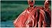 Namaste Red Zuma Cali Handbag Purse Tote Bag