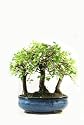 Chinese Elm Forest